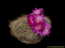Sulcorebutia patriciae 3302